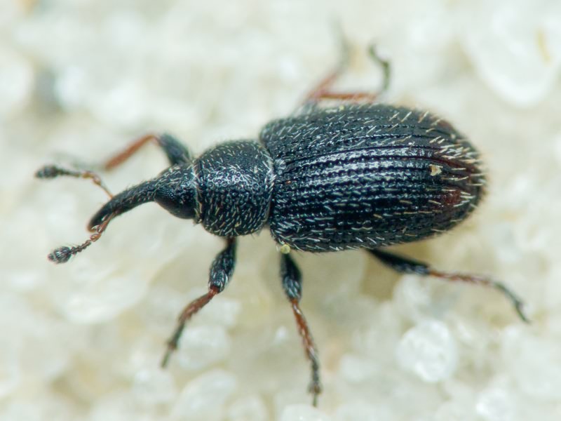 Gymnetron Schönherr, 1825